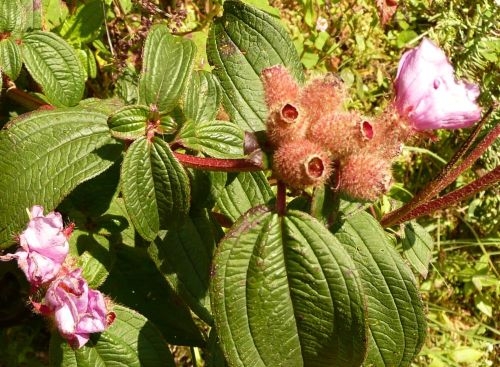 Prinzessinnenblume (Tibouchína urvilleána, Malastomátaceae)