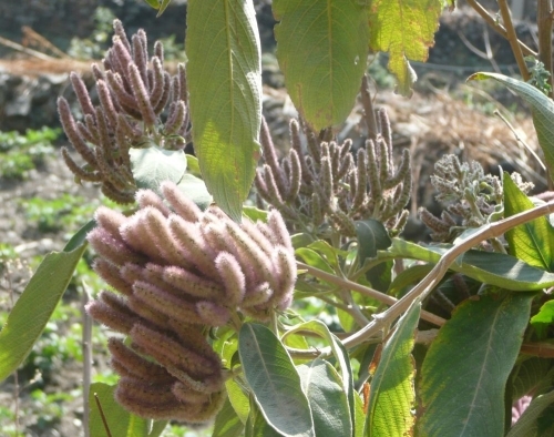 Indisches Eichhörnchenschwanz (Colebrookea oppositifolia, Lamiáceae)