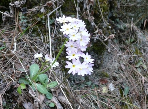 Primel (Prímula rósea, Primuláceae)