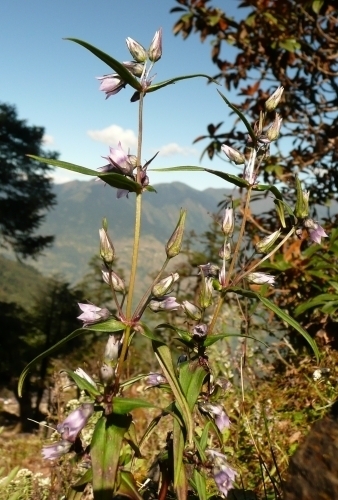 Glockenblume (Campanula, Campanuláceae)
