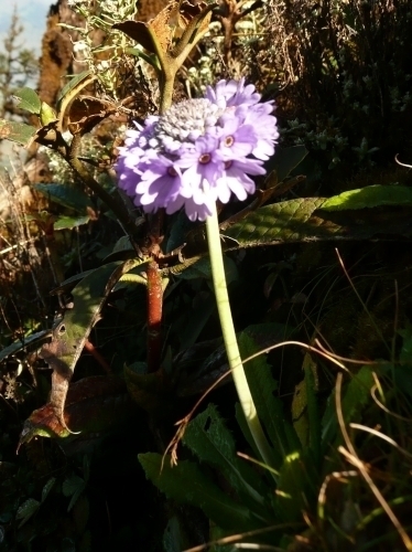 Primel (Primula glomerata, Primuláceae)