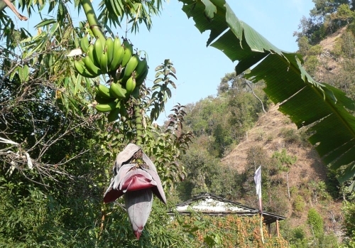 Banane (Músa, Musáceae)