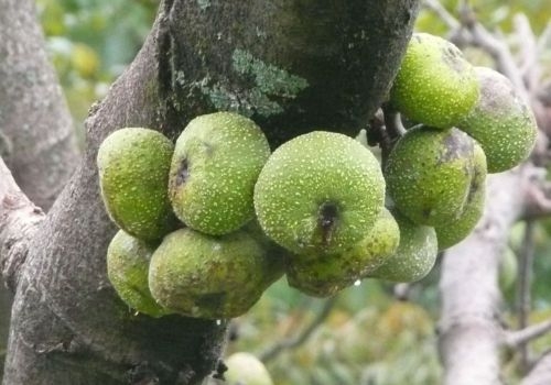 Feigenbaum (Ficus benghalénsis, Moráceae)