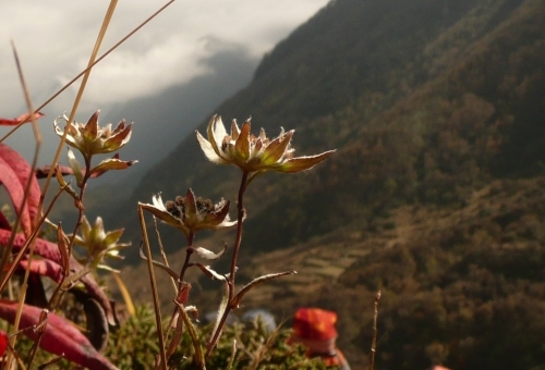 Himalaja Edelweiss (Leontopódium himalayánum, Compósitae)