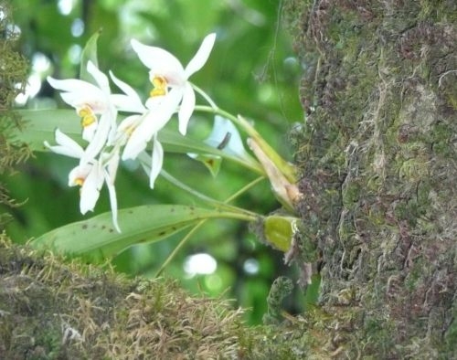 Orchidee (Orchidáceae)